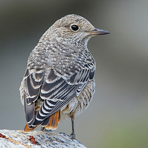 Rufous-tailed Rock-Thrush